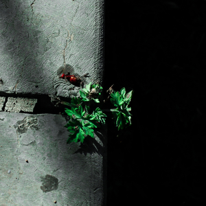 草莓视频深夜在线观看
